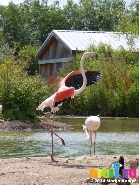 FZ006163 Andean flamingo (Phoenicopterus andinus)